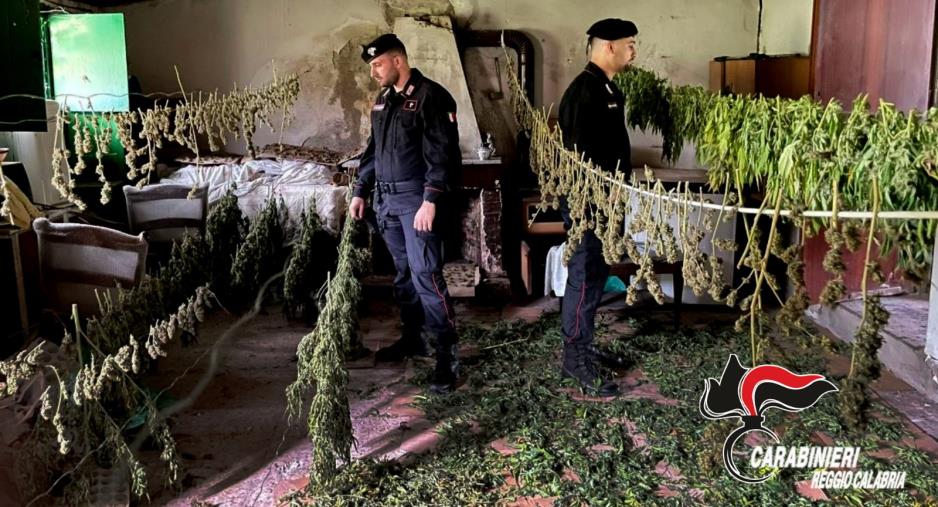 images Sequestrati nel Reggino 2 piantagioni di cannabis e oltre 30 chili di droga pronta per la vendita 