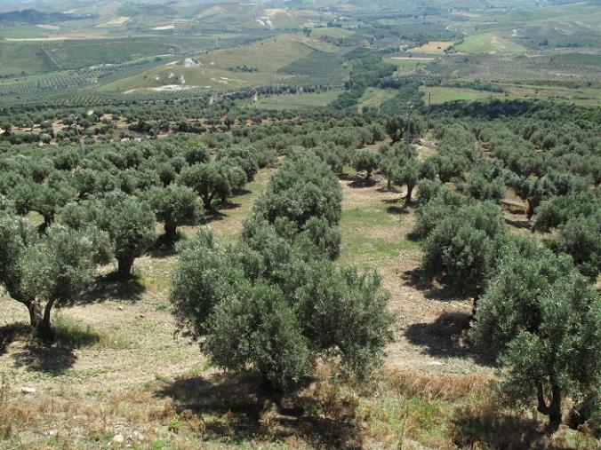 images Calo della produzione olivicola in Calabria, Coldiretti Calabria: "Occorre ripartire"        