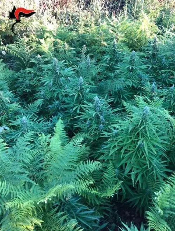 images Scoperta piantagione di 80 piante di cannabis: due arresti nel Reggino