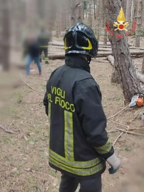 images Giovane boscaiolo travolto e ucciso nel Cosentino da un albero abbattuto