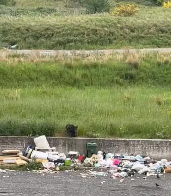 images Cinghiali nel quartiere Aranceto: rotti cassonetti e mangiato spazzatura