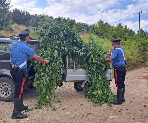 images Petronà, i carabinieri trovano una piantagione di marijuana
