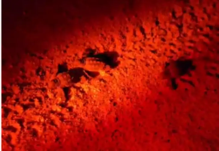 Nate 40 tartarughe Caretta Caretta sulla spiaggia di Botricello (VIDEO)