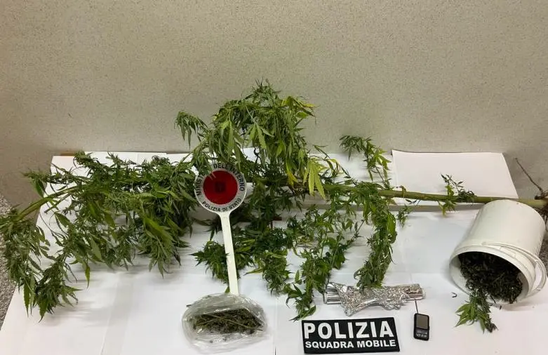 images Marijuana e canapa indiana con infiorescenze nel giardino: un arrestato nel Vibonese