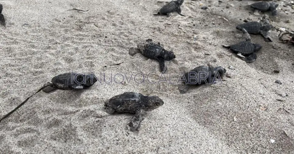 images Record di nidificazioni di Caretta Caretta sulle spiagge calabresi nel 2023