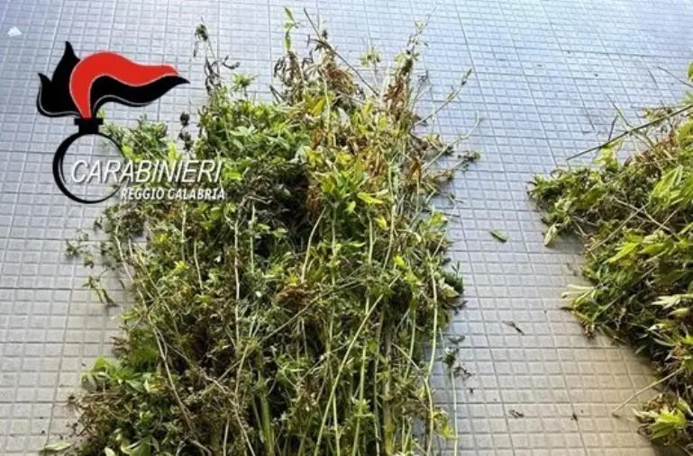 images Reggio, i carabinieri scoprono 500 piante di marijuana con un sistema di irrigazione
