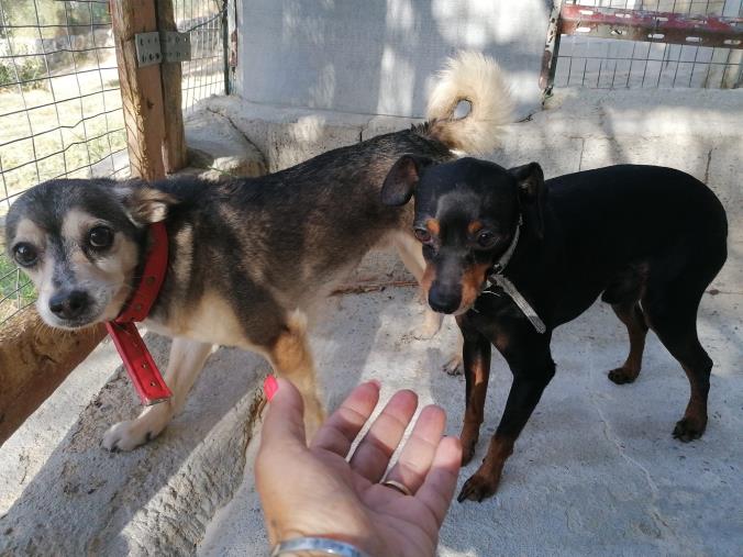 Incidente mortale a Soverato. Gara di solidarietà per adottare i due cagnolini di Sabrina 