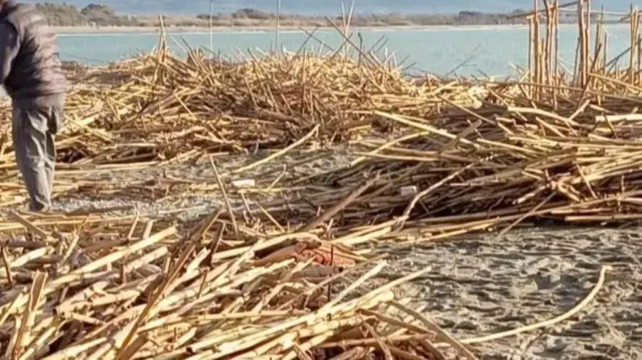 images Spiaggia del Lametino nel degrado, Gigliotti (Italia Nostra): "E' ora di dire basta a questo scempio"