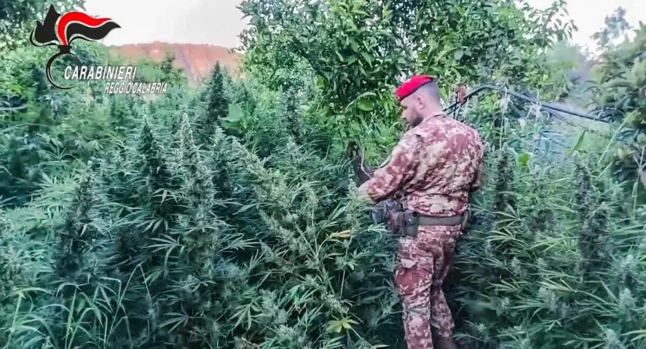 images Stilo, scoperta una maxi piantagione di marijuana e un arsenale illegale 