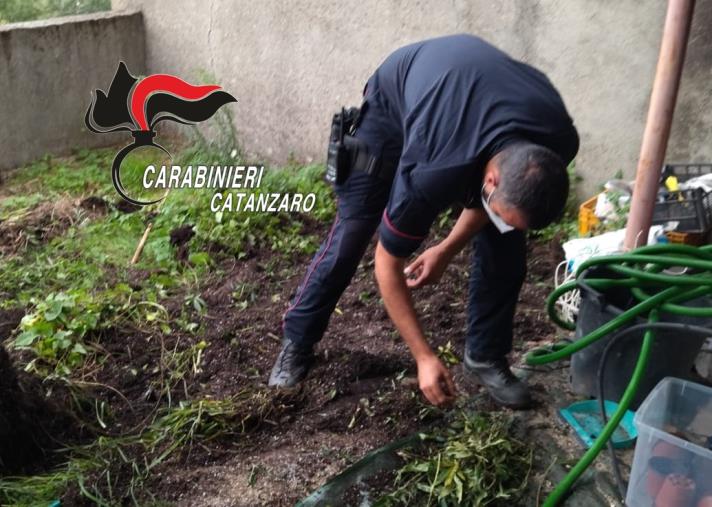 images Vallefiorita, il 'profumo' dal giardino 'tradisce' un 45enne: ai domiciliari per coltivazione e spaccio di marijuana 