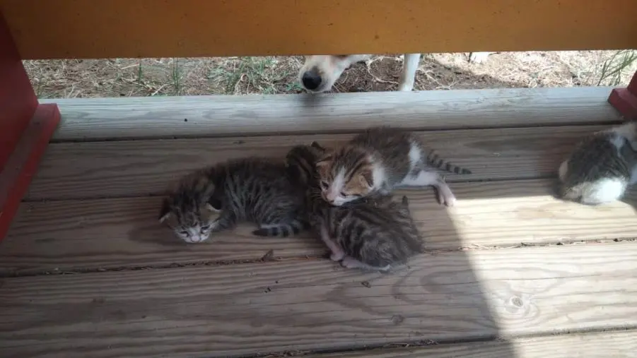 Girifalco, gattini abbandonati nella villa comunale 'Peppino Impastato': la denuncia di Elena Loiarro