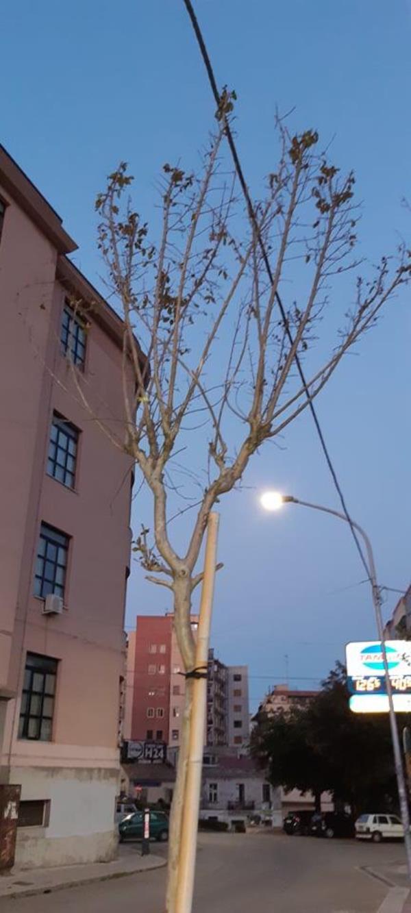 Costanzo (Fare per Catanzaro): “Alberi di via Piave secchi, di chi la responsabilità?”