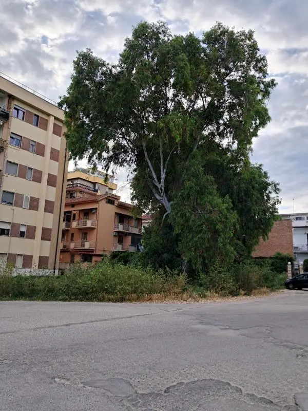 Alleanza per Catanzaro: "In via Caprera una foresta pluviale"