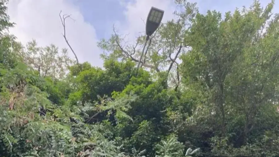 images Catanzaro, pali dell'illuminazione pubblica soffocati dalla vegetazione: un rischio per la sicurezza
