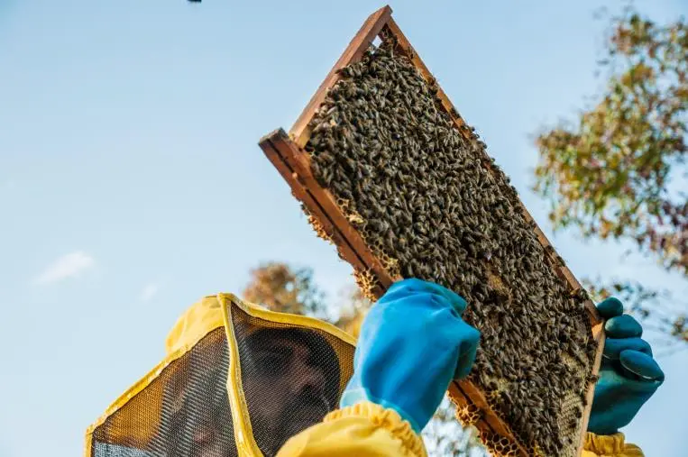 Piano apistico, più di 1,5 milioni di euro per gli apicoltori calabresi