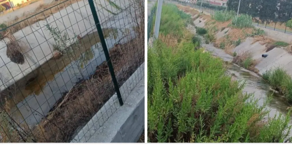images Virus West Nile, a Botricello l’opposizione chiede interventi di disinfestazione immediata