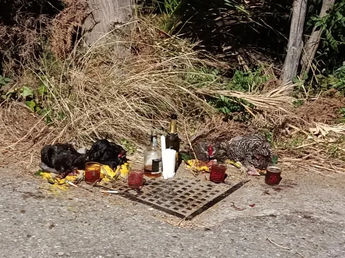 images Sellia Marina, L’E.C.T.A denuncia: "Grave episodio contro quattro galline"