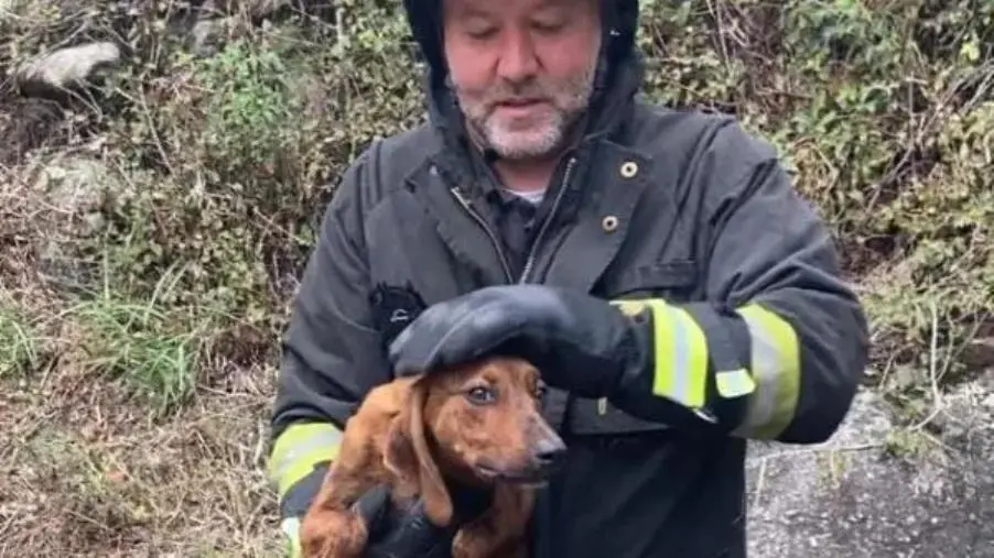 Petilia Policastro, cane cade in un pozzo: salvato dai Vigili del Fuoco