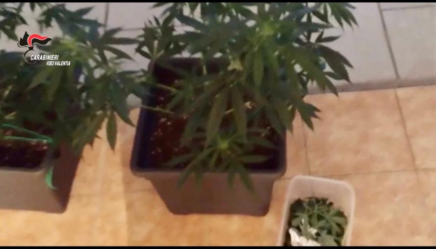 images Vibo Valentia. Carabinieri scoprono coltivazione di Marijuana in un garage: arrestato un giovane