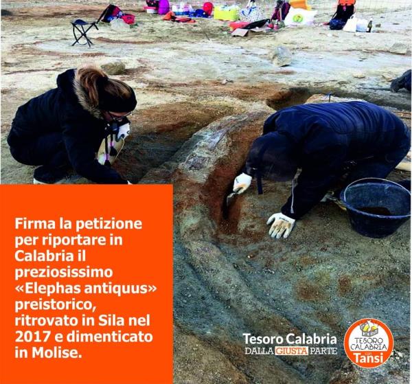 images Tesoro Calabria: "L'Elephas antiquus rinvenuto in Sila nel 2017, dimenticato in Molise"