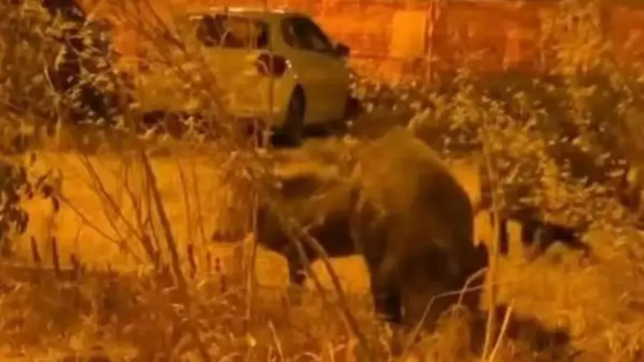 Cinghiali nel parcheggio di Catanzaro, ieri sera tifosi della Juve Stabia bloccati 