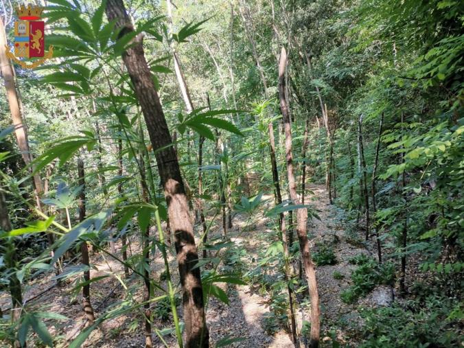 images Piantagioni di marijuana di oltre due metri a Serra San Bruno: sequestrati 100 esemplari 