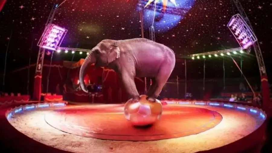 images Circo, Bertucci (Giovani Comunisti Catanzaro): "Catene e fruste non sono intrattenimento!"