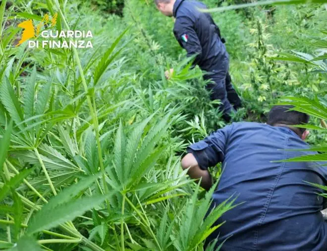 Maxi sequestro di marijuana a Vibo Valentia: rinvenute 5,5 tonnellate, un arresto