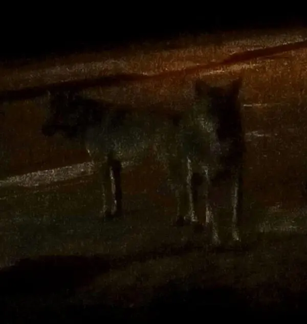 Dopo i cinghiali, attenti al lupo! Un branco avvistato nei pressi della Cittadella regionale (FOTO E VIDEO)