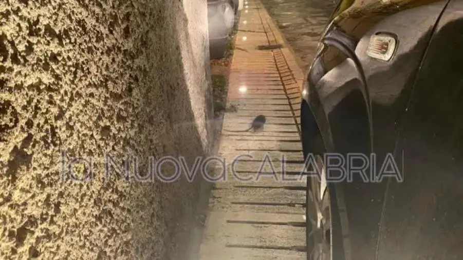 Catanzaro, ancora topi nel centro storico