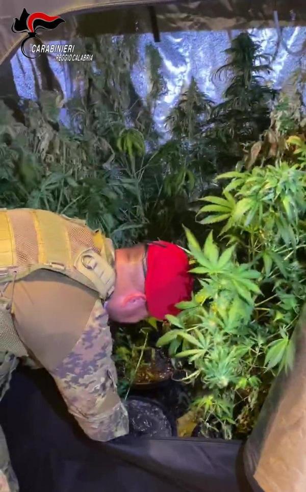 images Oltre 1800 piante di marijuana coltivate da cinque persone nella Locride: arrestati dai carabinieri 