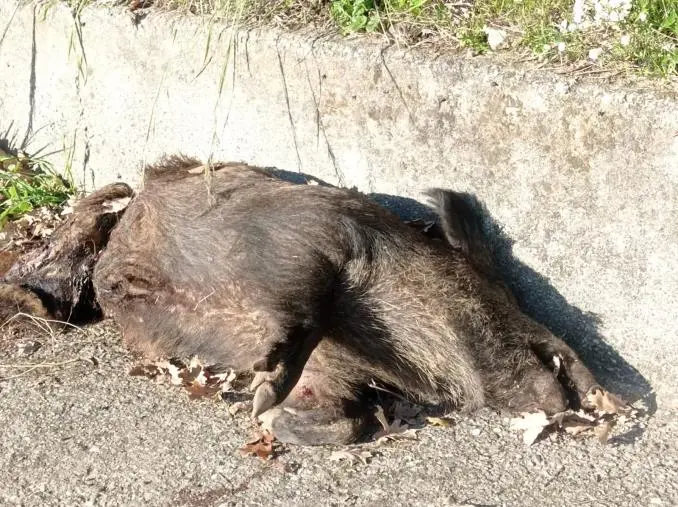 images Catanzaro, il "solito" cinghiale di via Turco non c'è più: la sua carcassa giace a bordo strada