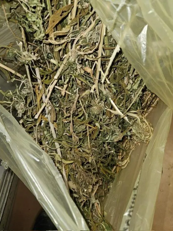 Crotone, sequestrati 8 chili di piante di marijuana 
