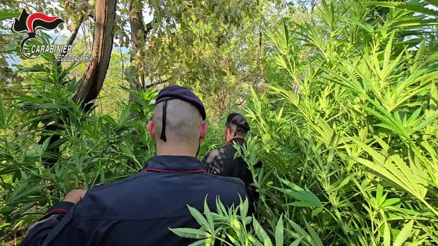 Aspromonte: nuova piantagione di canapa indiana scoperta dai carabinieri