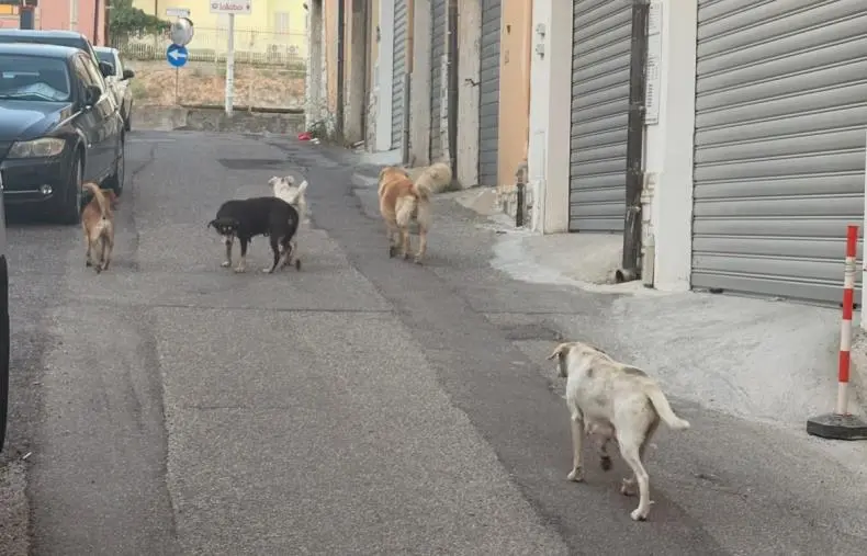 Branco di cani a Catanzaro, la segnalazione di un lettore: "Situazione pericolosa e insostenibile"