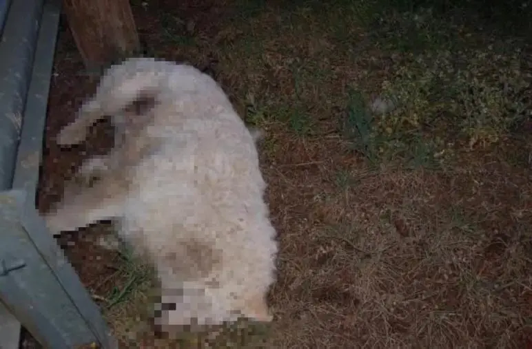 images Decine di cani avvelenati a Camigliatello Silano: la denuncia di "Gaia Animali & Ambiente"