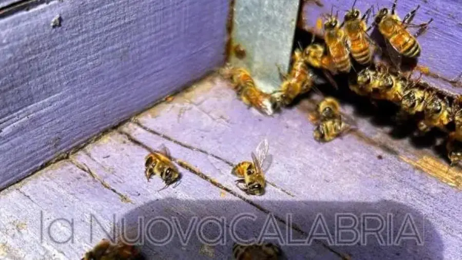 Morie e fenomeni di spopolamento di alveari, episodi a macchia di leopardo in tutta la Regione (VIDEO)