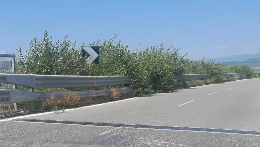 Erbacce lungo Viale de Filippis e dopo la Sansinato, la denuncia di Elio Mauro (Il Ponte Morandi)