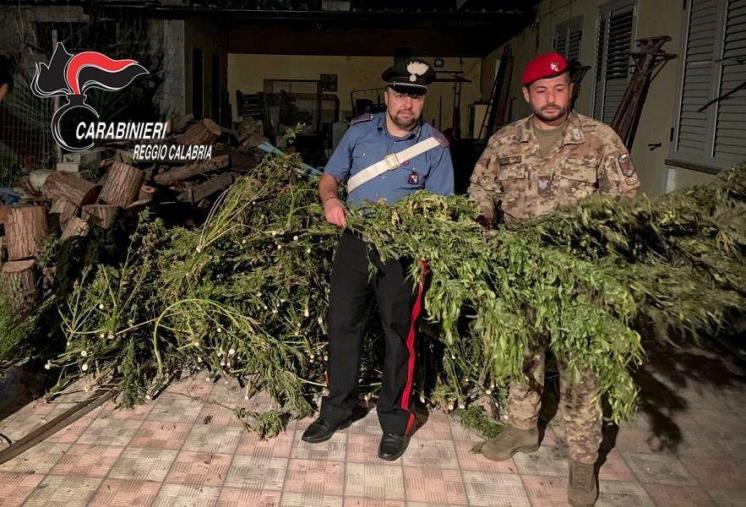 images Oltre 200 piante di canapa scovate in un’abitazione del Reggino: arrestate due persone 