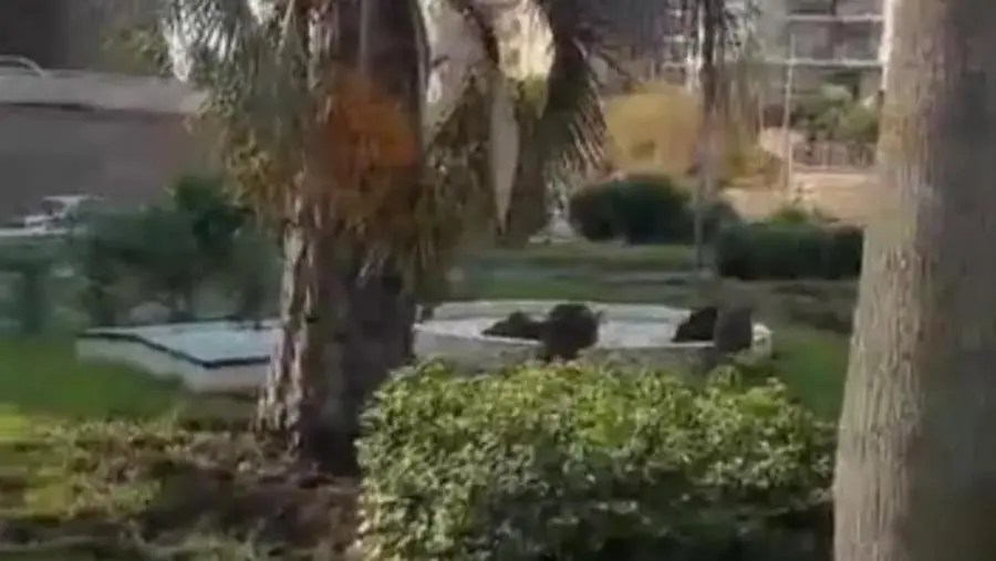 images Catanzaro, cinghiali fanno il bagno nella fontana (VIDEO)