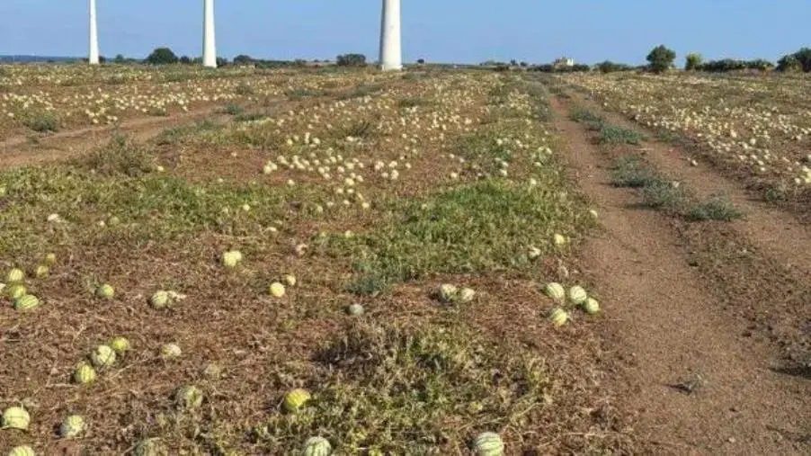 images Campi di angurie distrutti nel Crotonese, Coldiretti: “Prezzi bassi e importazioni compromettono lavoro degli agricoltori”