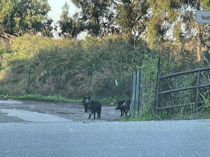 images Catanzaro. Quattro cinghiali all’incrocio di via Bambinello Gesù