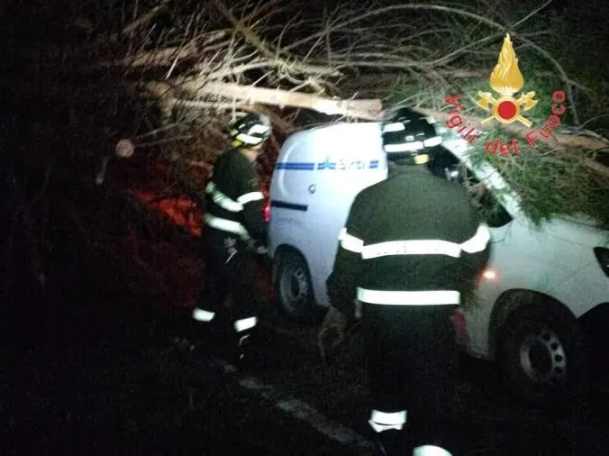 images Albero secolare si abbatte sulla Statale 280 cadendo su un furgone: illeso il conducente