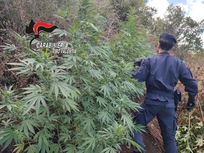 Scoperta una  “cattedrale verde” della droga in un'area demaniale boschiva a ridosso del Vibonese