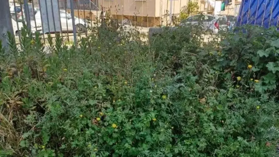 images Catanzaro, la denuncia di Assisi: “Topi, erbacce e rifiuti pericolosi nei cortili delle scuole a sud” 