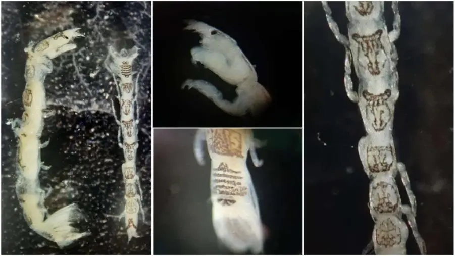 images Individuata nel porto di Gioia Tauro una specie alinea di crostaceo 