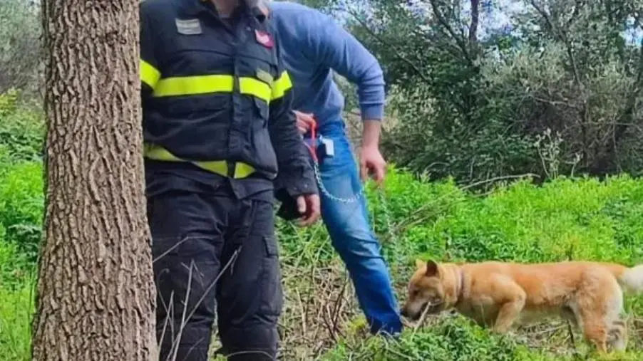 images Catanzaro, accerchiato da un branco di cinghiali: i vigili del fuoco salvano un cane