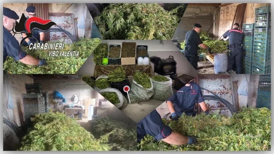 Sgominato laboratorio della marijuana a Mileto, 2 arresti