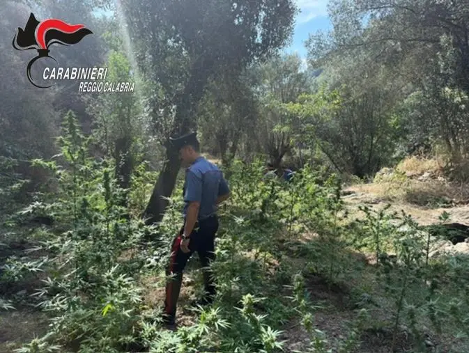 Sorpresi a coltivare droga in una zona impervia di Platí: 2 arresti