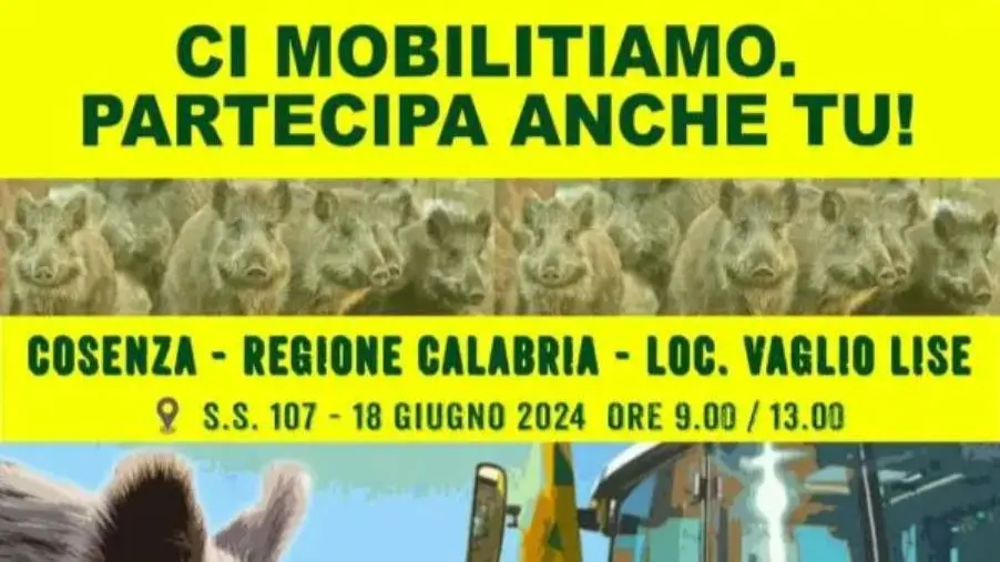 Basta cinghiali e fauna selvatica incontrollata: per Coldiretti Calabria dal 18 giugno sarà mobilitazione ad oltranza